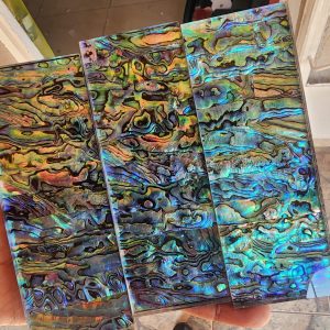 Fabricated Abalone shell / Chaos Shell - 140*50*6