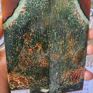Giraffe Sponge  Bone - A H - G - 9 - Scales
