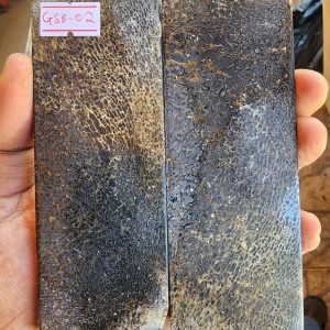 Giraffe Sponge  Bone - GSB - 2 - Scales