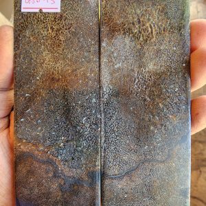 Giraffe Sponge  Bone - GSB - 13 - Scales