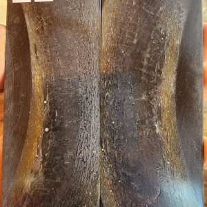 Kudu Horn Bone - ANT - 2