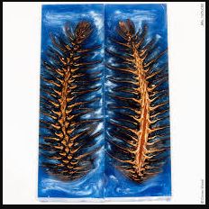 Pinecone in Resin