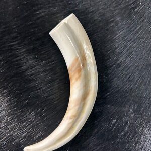 Warthog Tusk