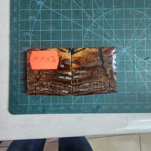 Mammoth Molar set - MMA -21