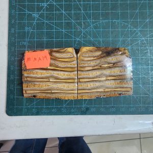 Mammoth Molar set - MMA - 19