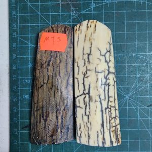 Mammoth Tusk / Ivory set - MT - 5