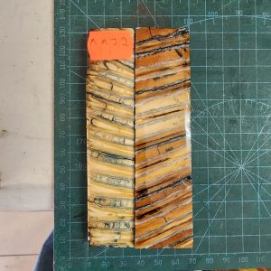 Mammoth Molar set - MMJ - 2