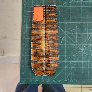 Mammoth Molar set - MMJ - 4