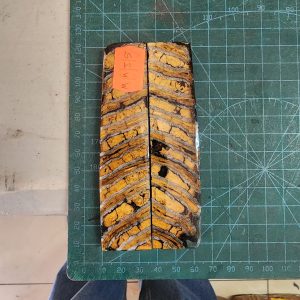 Mammoth Molar set - MMJ - 5