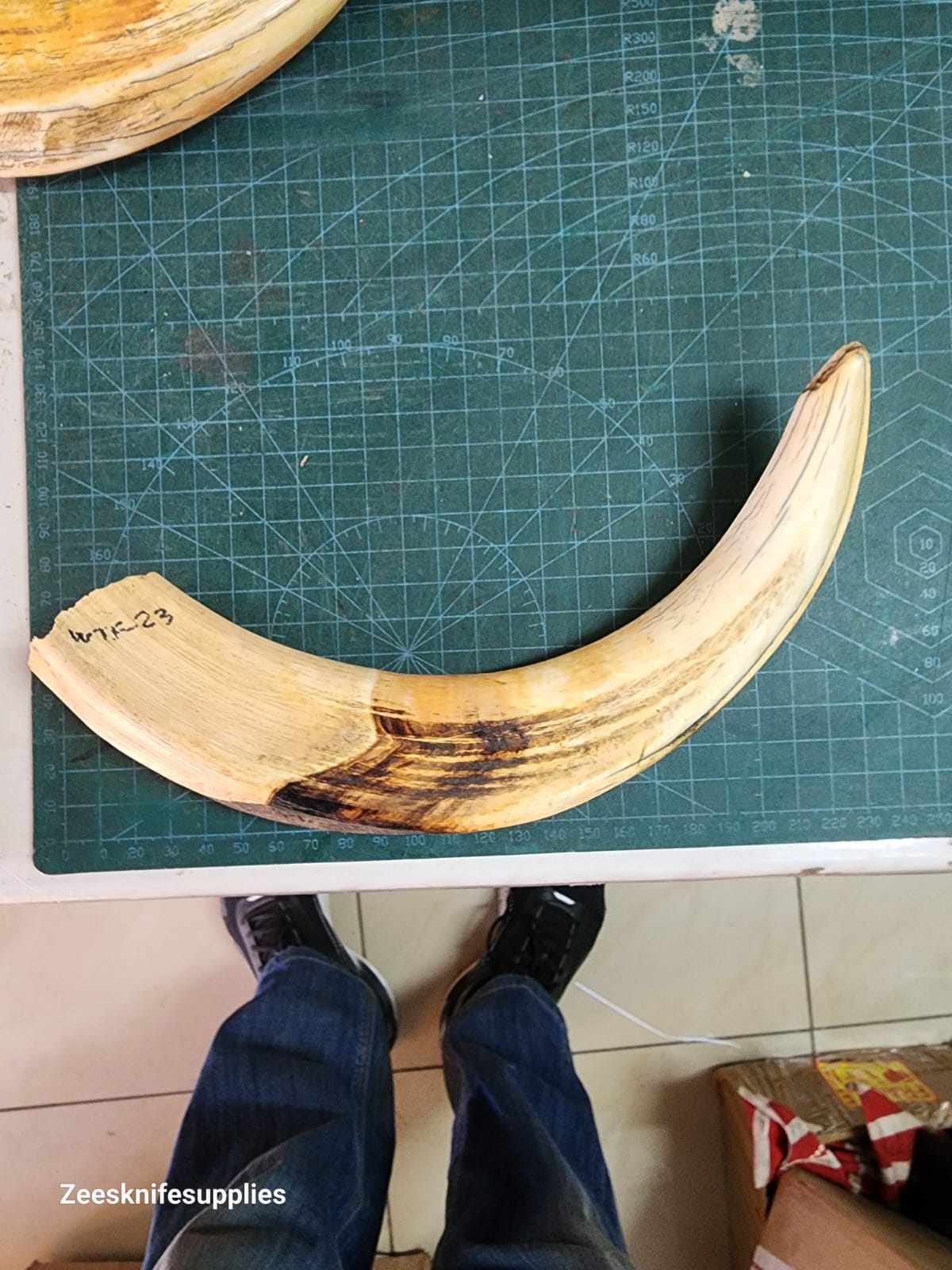 Warthog Tusk - W T F - 23 - EXCEPTIONALLY Large