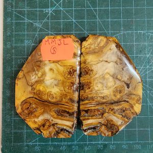 Mammoth Molar set - MMJL - 8