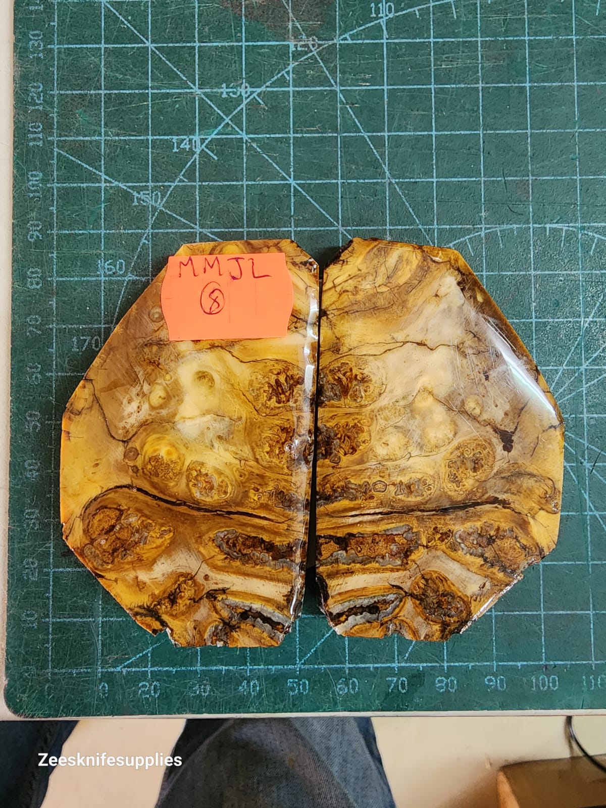 Mammoth Molar set - MMJL - 8