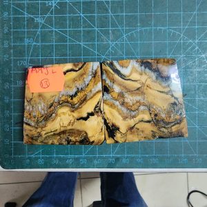 Mammoth Molar set - MMJL - 13