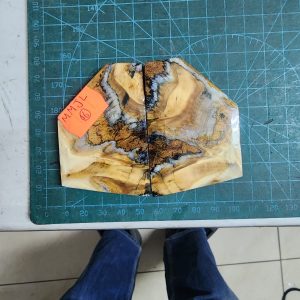 Mammoth Molar set - MMJL - 16