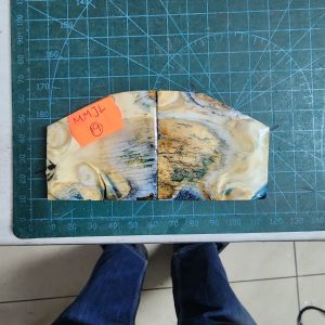 Mammoth Molar set - MMJL - 19