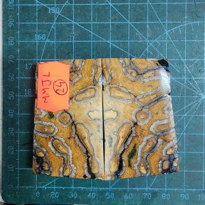 Mammoth Molar set - MMJL - 24