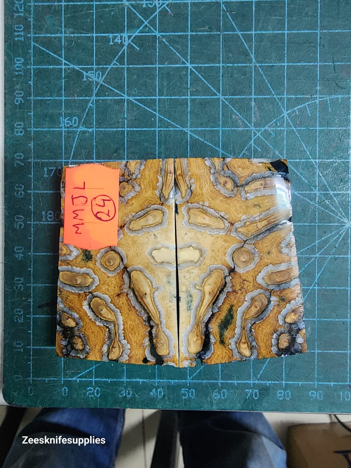 Mammoth Molar set - MMJL - 24