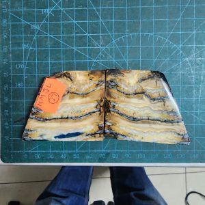 Mammoth Molar set - MMJL - 27