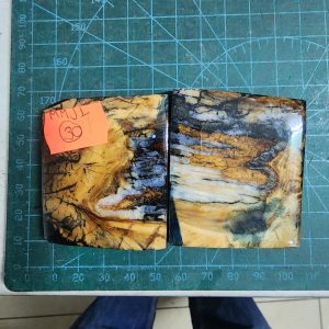 Mammoth Molar set - MMJL - 30