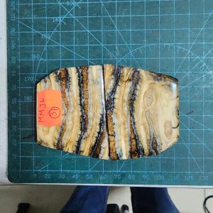 Mammoth Molar set - MMJL - 31