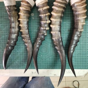 Blesbok Horn