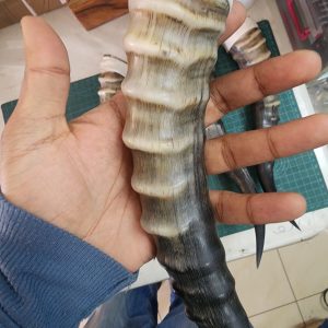 Alternative view of Blesbok Horn