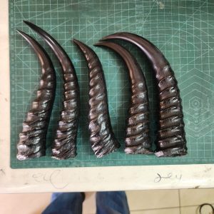 Sprinkbok Horn