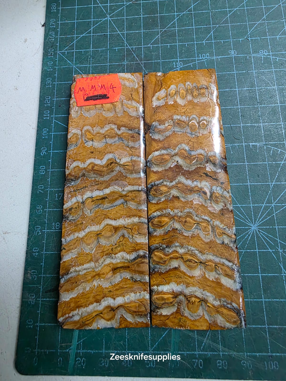 Mammoth Molar set - MMM - 4