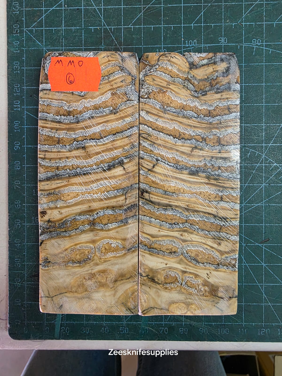 Mammoth Molar set - MMO - 6